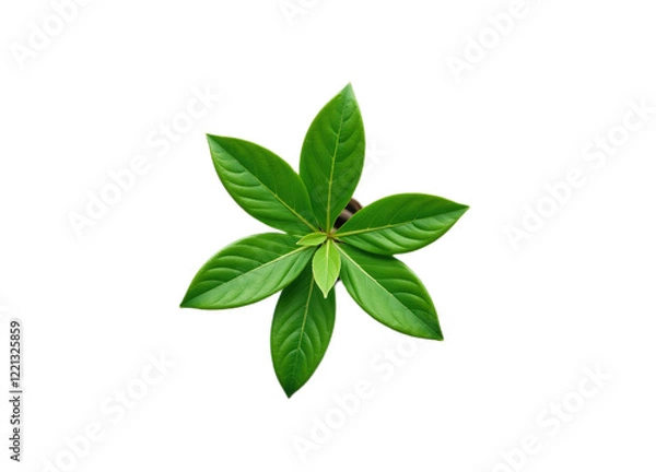 Fototapeta Overhead shot of a vibrant green plant with multiple leaves against a black background Ideal for website design nature-themed projects or educational materials
