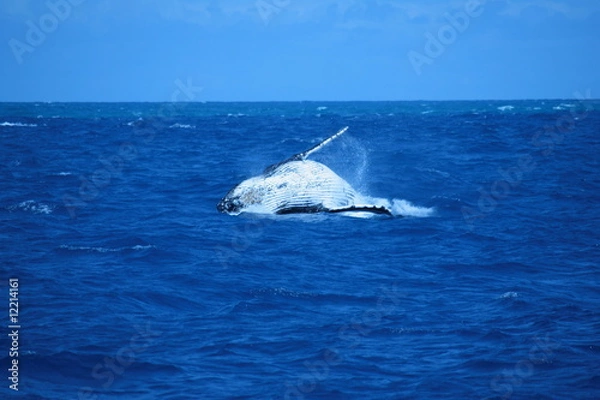 Obraz granville whale 3