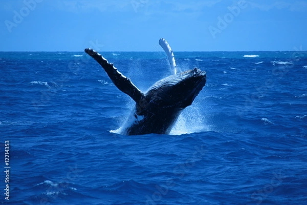 Obraz Granville Whale 5