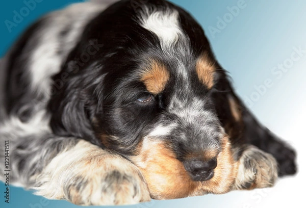 Fototapeta Portrait. English cocker spaniel puppy. Boy. Age 2 months. The color of the blue roan and tan. In the background there is a beautiful gradient background.