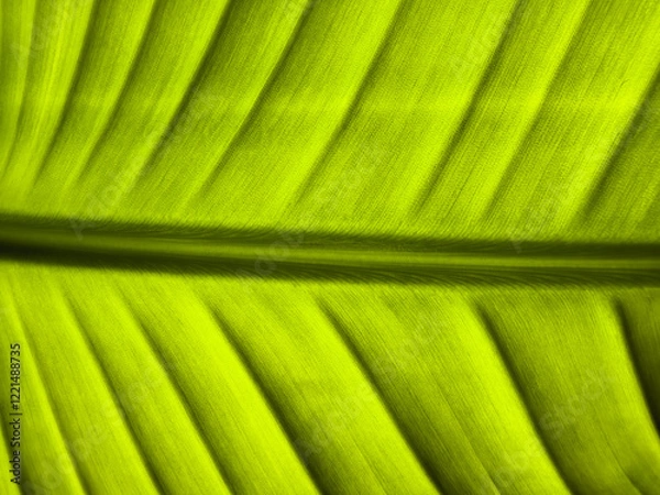 Obraz green leaf texture
