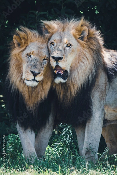 Fototapeta Two male lion brothers stand side by side, rubbing against each other in a rare display of affection and bonding. Taken during an African Safari Game Drive.