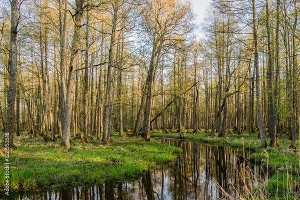 Obraz river in the forest