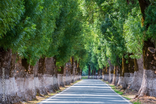 Fototapeta Tunnel of trees in typical road in Alentejo. This road from Marvao is considered the most beautiful in Portugal. The ash trees are centenary trees