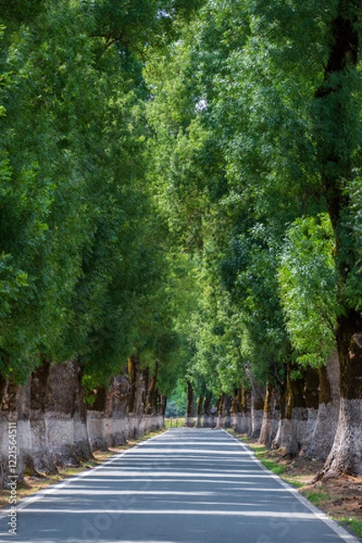 Fototapeta Tunnel of trees in typical road in Alentejo. This road from Marvao is considered the most beautiful in Portugal. The ash trees are centenary trees