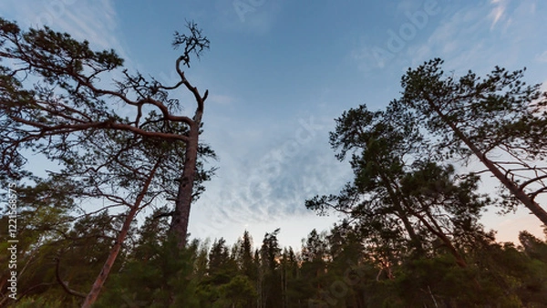 Fototapeta Pine trees against the evening sky in the forests of Finland