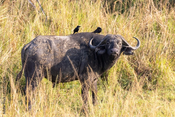 Obraz African buffalo