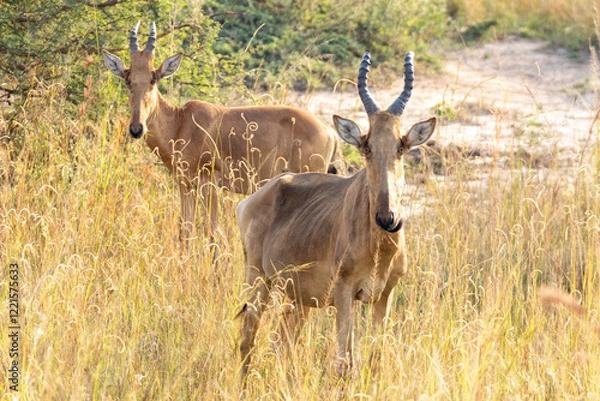 Obraz Lelwel hartebeest