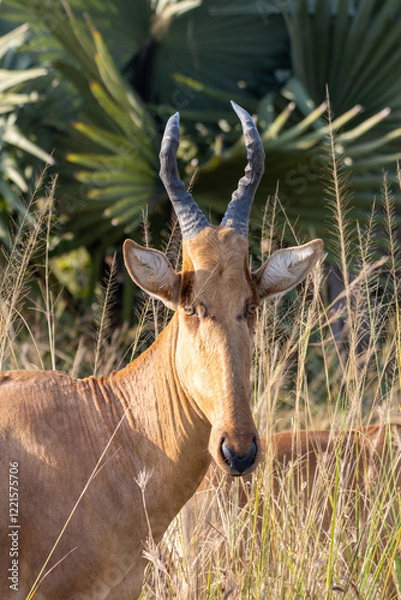 Obraz Lelwel hartebeest
