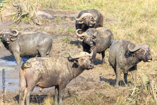 Obraz African buffalo mudbathing
