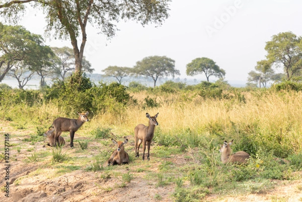 Obraz Waterbuck