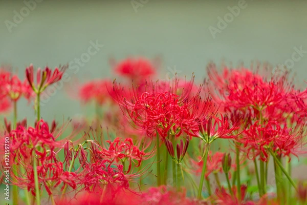 Fototapeta 曼珠沙華