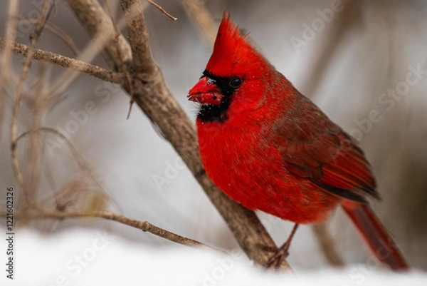 Obraz Perched in Red: Cardinal Close-Up