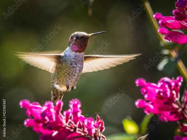 Obraz Hummingbird Feeding