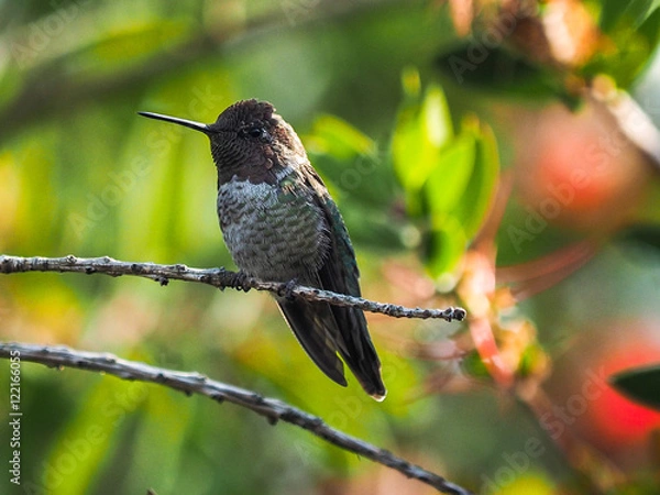 Obraz Hummingbird Feeding