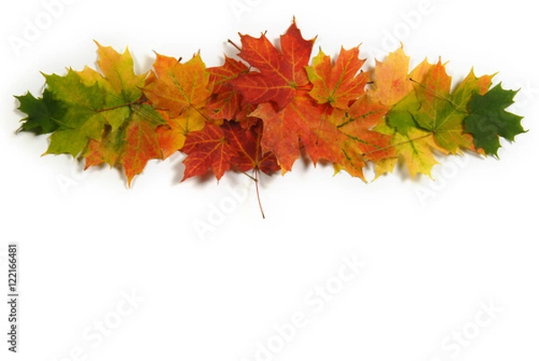 Fototapeta Autumn maple leaves that vignette, green, yellow, orange, and red. Room for copy space!