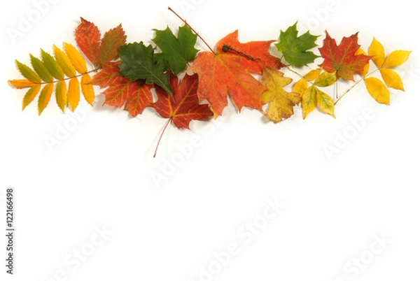 Fototapeta Collection of colorful Autumn leaves with room for copy space.