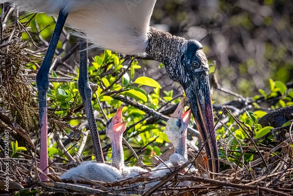 Obraz hungry baby storks