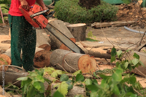 Obraz People cutting  trees.