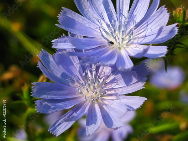 Obraz chicory flower on blurred green background