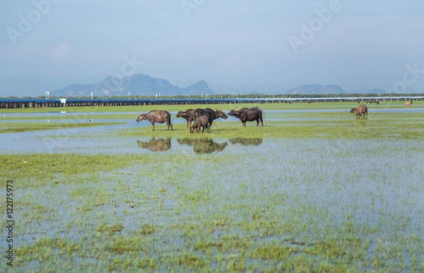 Fototapeta Herd of buffaloes in Thale Noi. Thale Noi means small lake, is protected as a Ramsar wetland since 1998. It is a part of the larger Thale Noi Non-Hunting Area, Songkhla Lake, Phatthalung, Thailand.