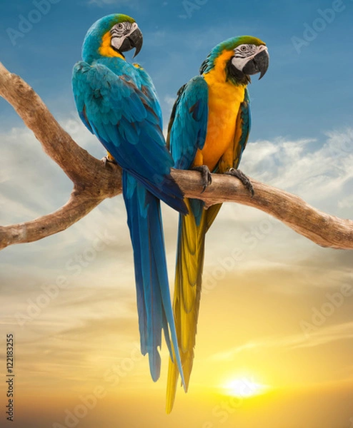 Obraz two parrots with sunset background