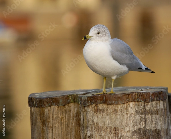 Fototapeta seagull sitting on the pier