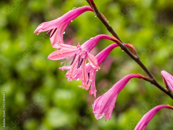 Obraz Berkeley Botanical Garden