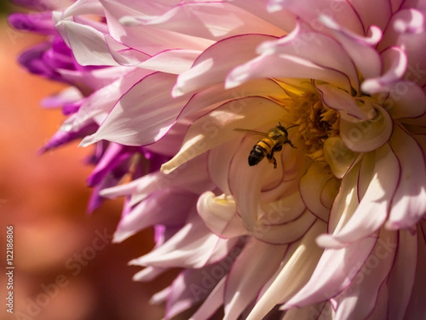 Obraz Honeybee at Work