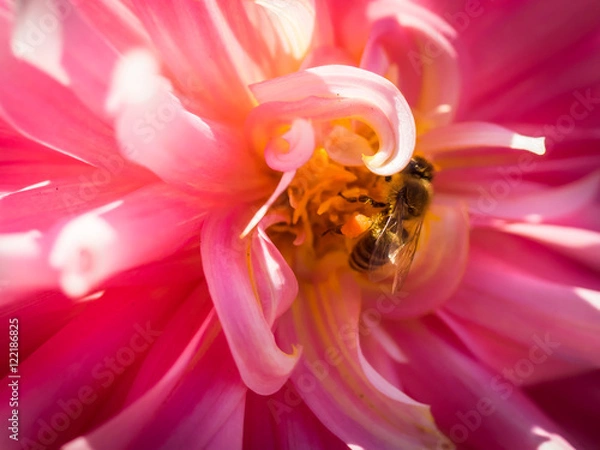 Obraz Honeybees at Work