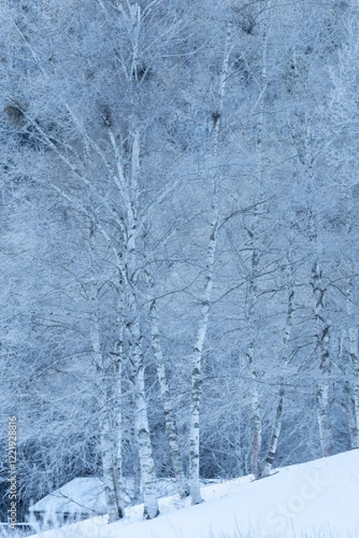 Fototapeta 霧氷するシラカバの森