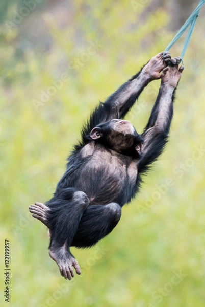 Obraz Swinging Chimp III