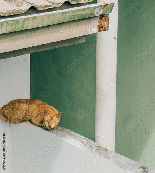 Obraz Cat wake up from sleep. 