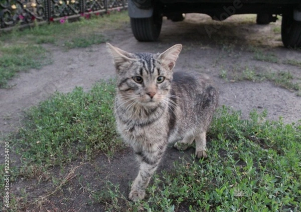 Obraz A domestic cat on the street on a summer day next to a car 