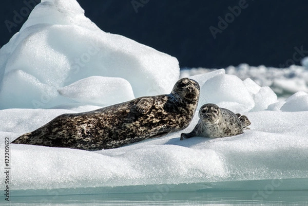 Obraz Tracy Arm Seals