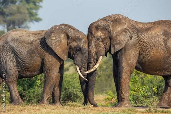 Obraz Elephants clashing heads in the Kruger National Park