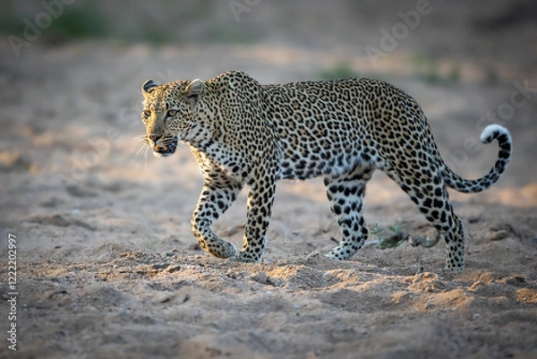 Obraz Beautiful Leopard in the river bed in the Kruger National Park