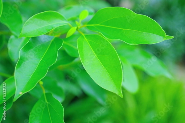 Obraz クスノキの新緑