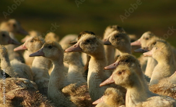 Obraz élevage de canard en poitou