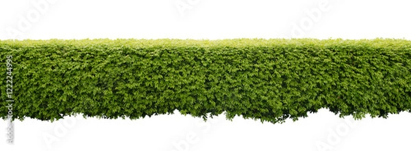 Obraz Green hedge or Green Leaves Wall on isolated,Objects with Clipping Paths