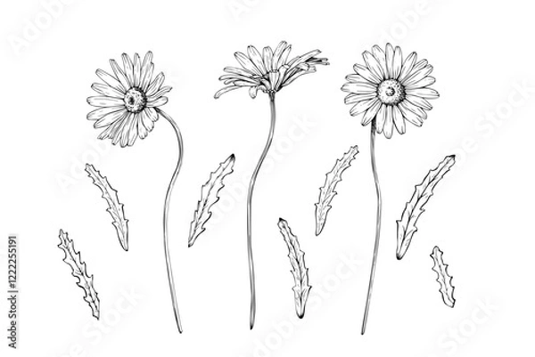 Fototapeta Set of wildflower daisy blooms and leaves separately. Hand drawn vector illustration. Contour drawing. Sketch painted by black inks line on white isolated background. For clipart card logo package