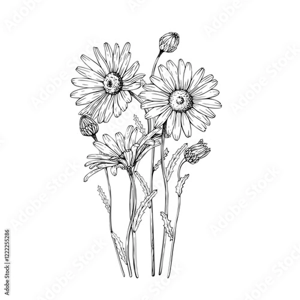Fototapeta Composition with blooming wildflower daisy, chamomile blooms and buds. Vector illustration. Sketch painted by black inks. Black line on white isolated background. For clip art card logo package