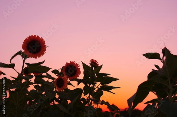 Obraz 夕焼けのひまわり畑