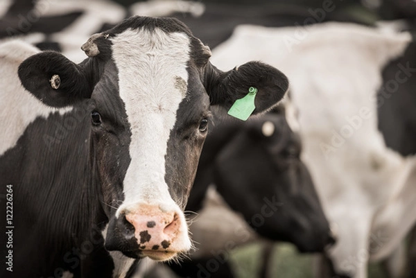 Obraz Bydło w polu wypas