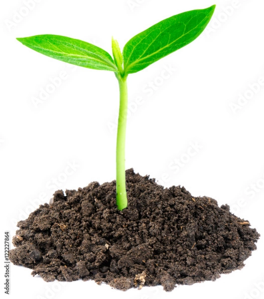 Obraz Young green sprout