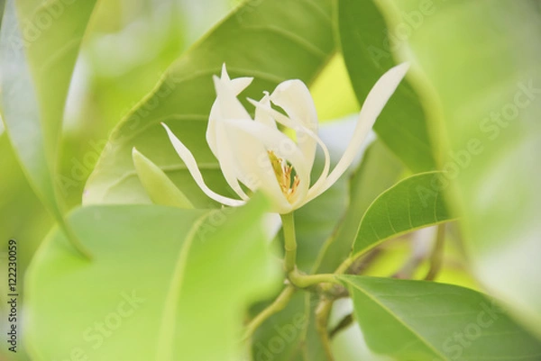 Fototapeta White Champaka