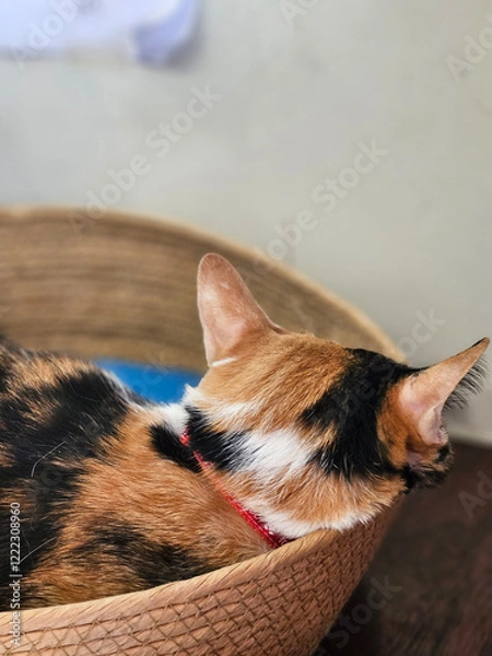 Fototapeta Close up of the rear side of the head shot of the 3-shade color cat sleeping on the basket peacefully.