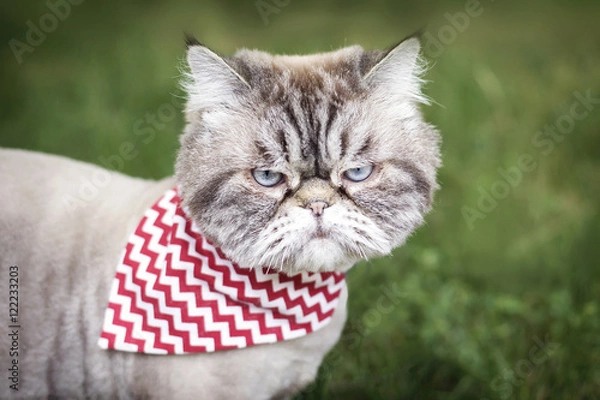 Obraz Angry looking cat