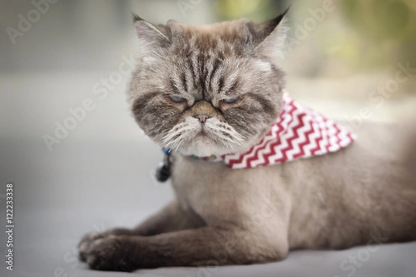 Obraz Angry looking cat