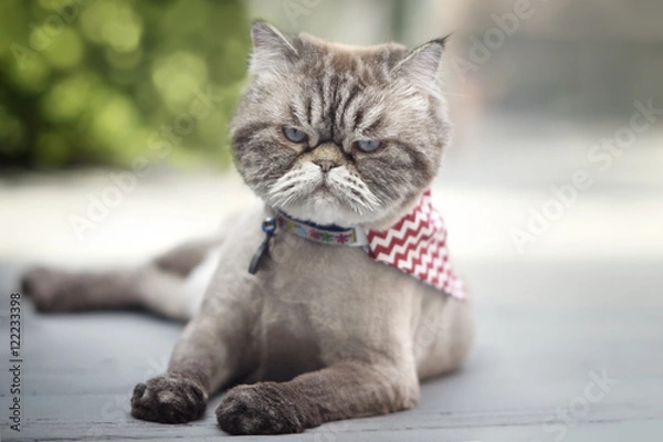 Obraz Angry looking cat